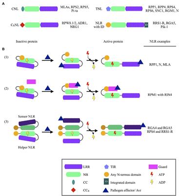 The Ups and Downs of Plant NLR Expression During Pathogen Infection